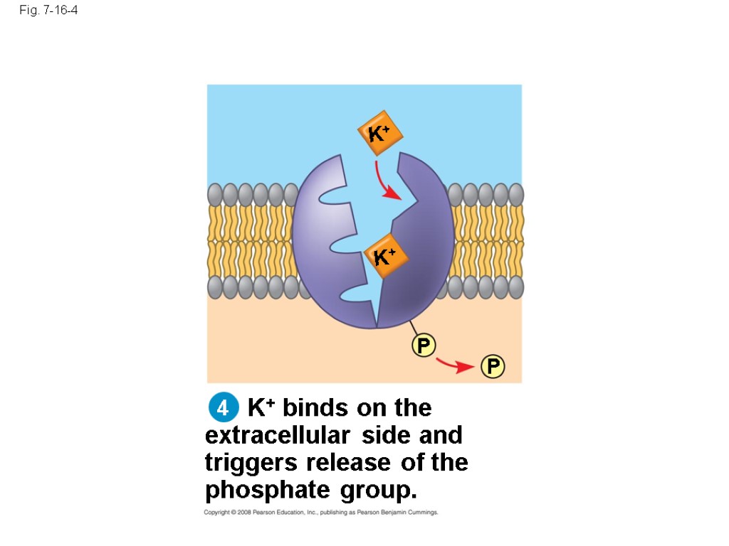 Fig. 7-16-4 K+ binds on the extracellular side and triggers release of the phosphate